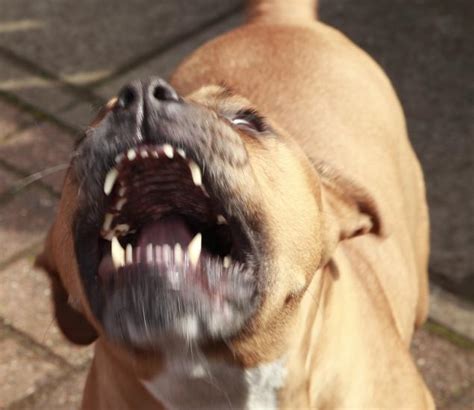 pitbull attack meaning and aggression